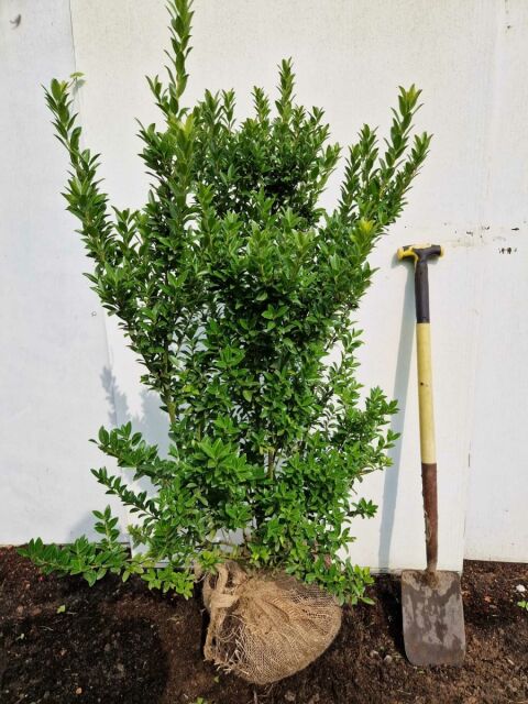 Ilex maximowicziana var. Kanehirae 100/120 cm SOMMER SORTIMENT