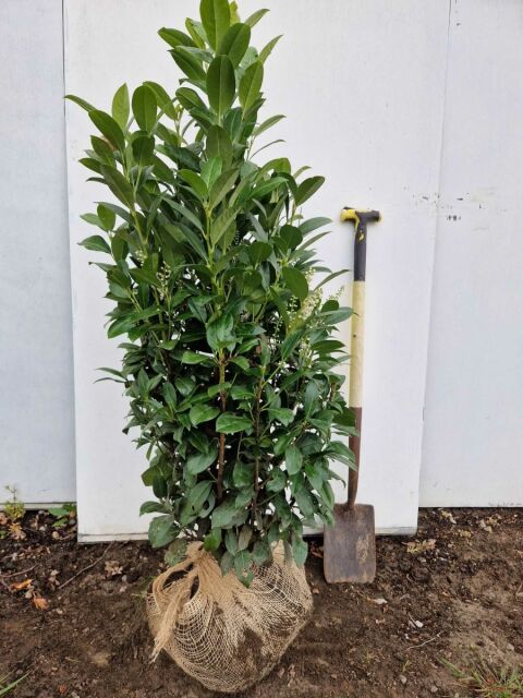 Kirschlorbeer Obelisk 100/125 cm - extra buschig SOMMER SORTIMENT