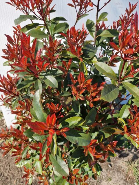 Glanzmispel Carré Rouge 100/120 cm SOMMER SORTIMENT