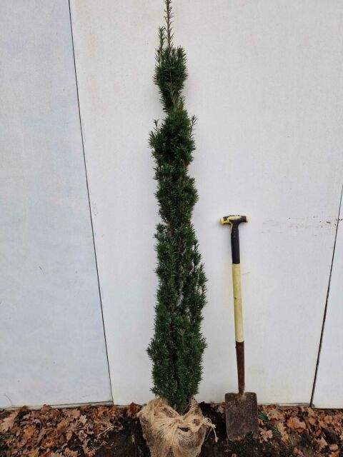 Grüne Säuleneibe Robusta 140/160 cm