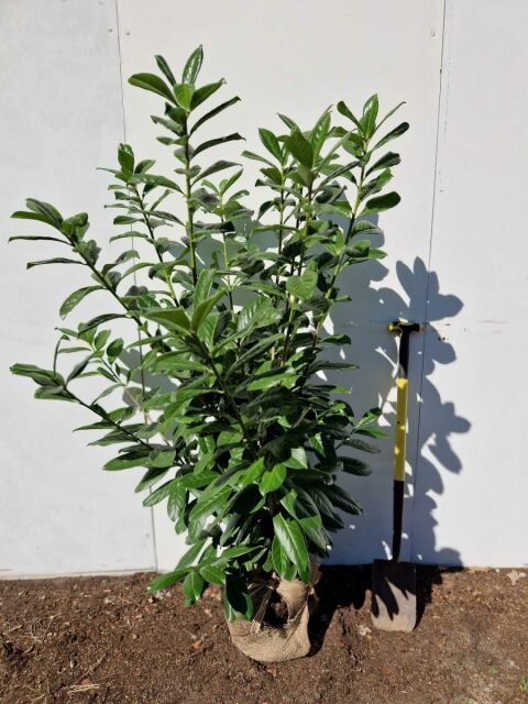 Kirschlorbeer Novita 120/140 cm SOMMER SORTIMENT