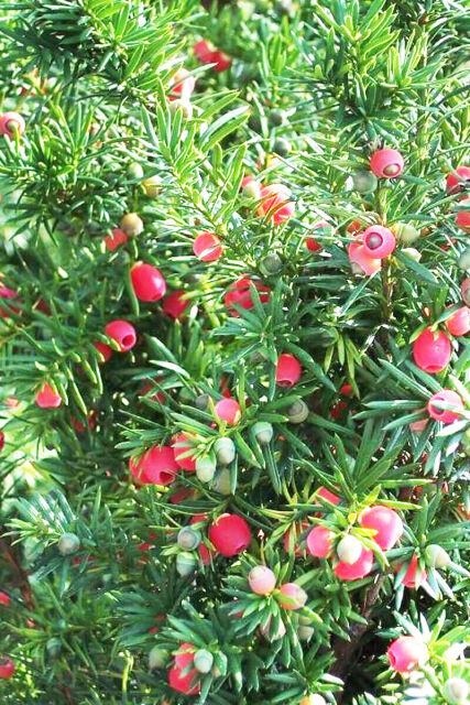 Taxus media Hicksii 120/140 cm