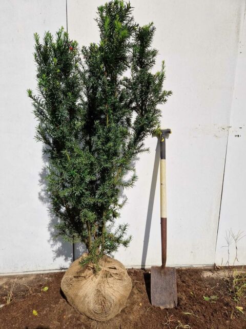 Taxus media Hicksii 120/140 cm