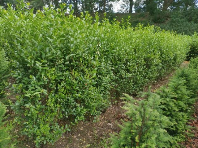 Ligustrum Ovalifolium 160/180 cm SOMMER SORTIMENT