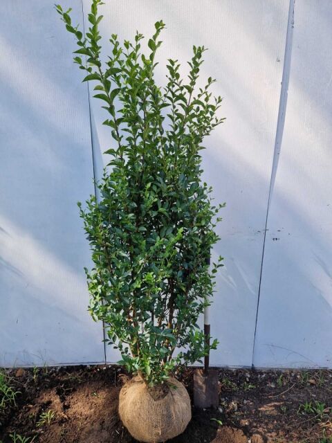 Ligustrum Ovalifolium 160/180 cm