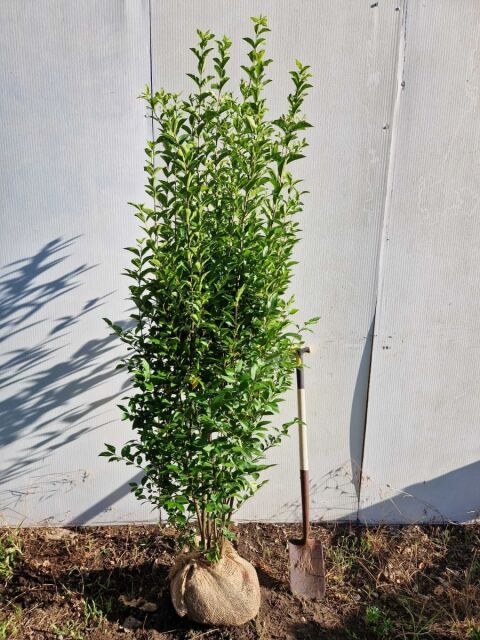 Ligustrum Ovalifolium 180/200 cm
