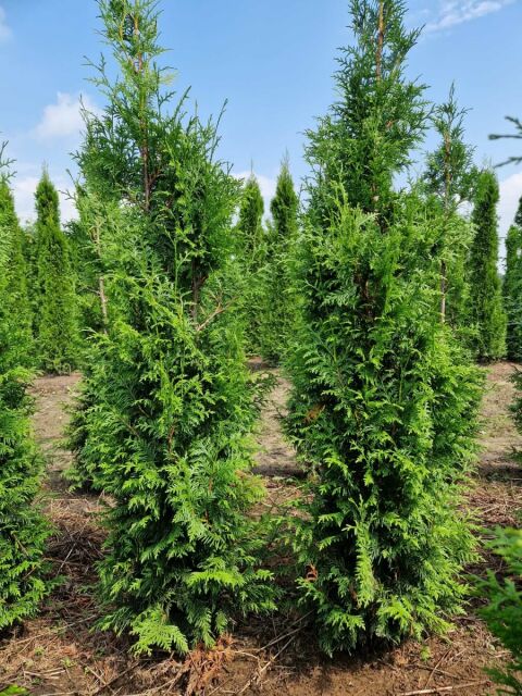 Thuja plicata Gelderland 160/180 cm SOMMER SORTIMENT