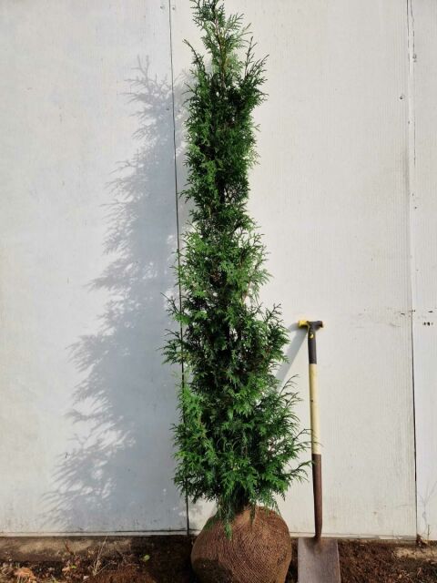 Thuja plicata Gelderland 180/200 cm