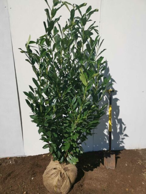 Kirschlorbeer Elly 125/150 cm SOMMER SORTIMENT