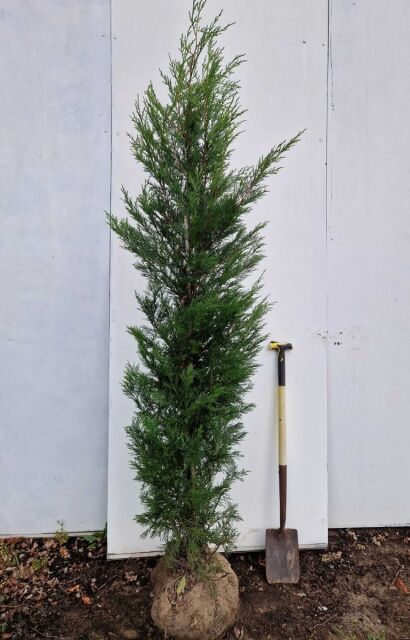 Leyland-Zypresse '2001' 200/220 cm SOMMER SORTIMENT