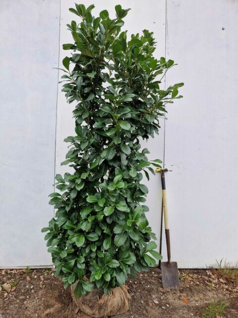Kirschlorbeer Etna 180/200 cm SOMMER SORTIMENT