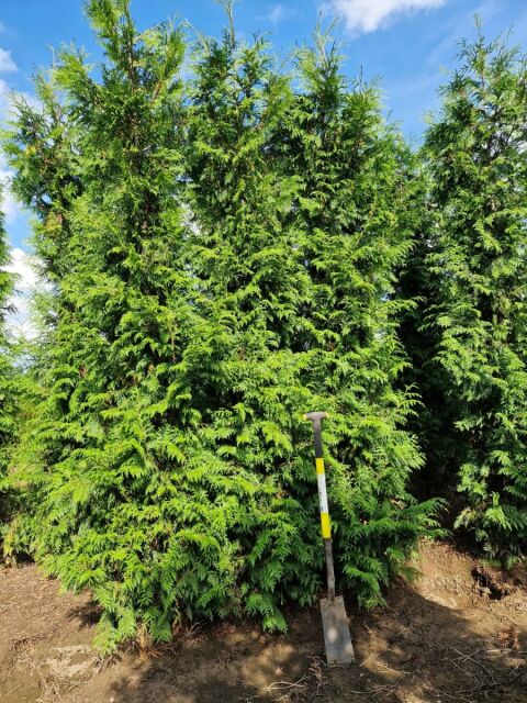 Thuja plicata Excelsa 300/350 cm SOMMER SORTIMENT