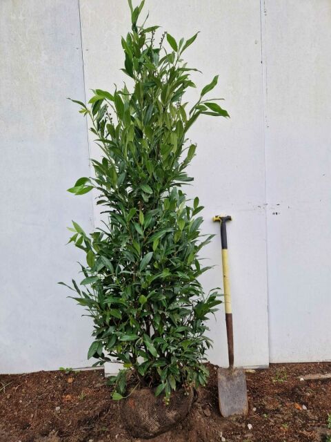 Kirschlorbeer Herbergii 150/175 cm - ab 8. September 2025 wieder lieferbar