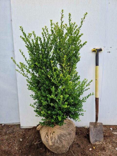 Ilex crenata Green Hedge 120/140 cm - ab 8. September 2025 wieder lieferbar