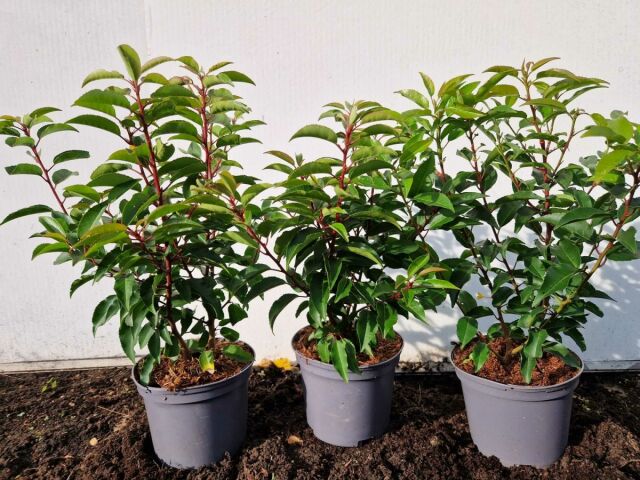 Portugiesischer Kirschlorbeer Angustifolia 35/40 cm Topf SOMMER SORTIMENT
