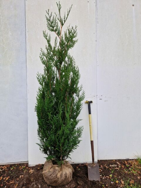 Thuja plicata Atrovirens 150/175 cm - ab 8. September 2025 wieder lieferbar