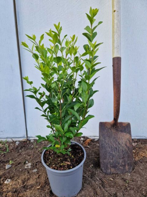 Ligustrum Ovalifolium 40/60 cm Topf