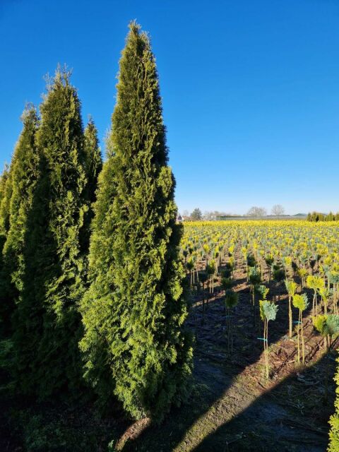 Thuja Smaragd Lebensbaum 240/260 cm buschig - ab 1. Oktober 2025 wieder lieferbar