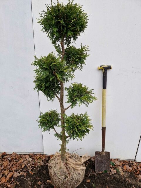 Thuja Brabant PonPon - ab 8. September 2025 wieder lieferbar