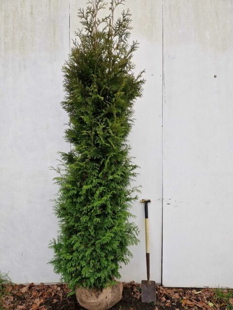 Thuja Brabant Lebensbaum 260/280 cm SOMMER SORTIMENT
