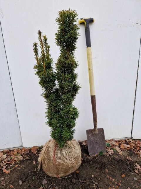 Gelbe Säuleneibe David 60/80 cm SOMMER SORTIMENT