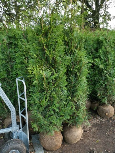 Thuja plicata Martin 250/275 cm - ab 1. Oktober 2025 wieder lieferbar