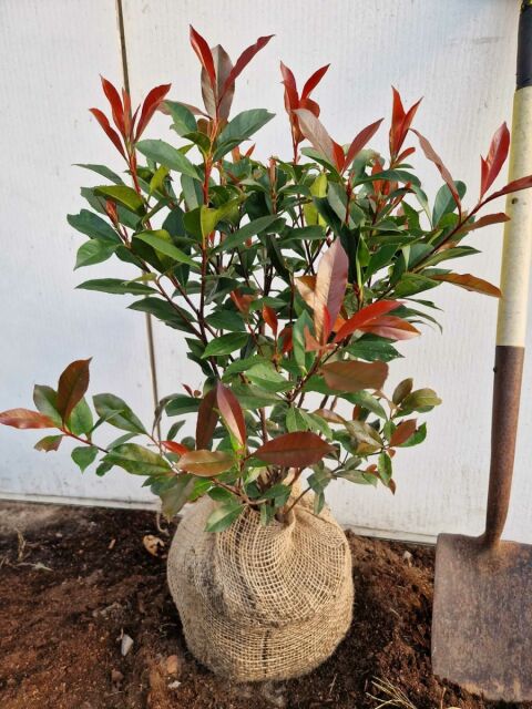Glanzmispel Carré Rouge 50/75 cm