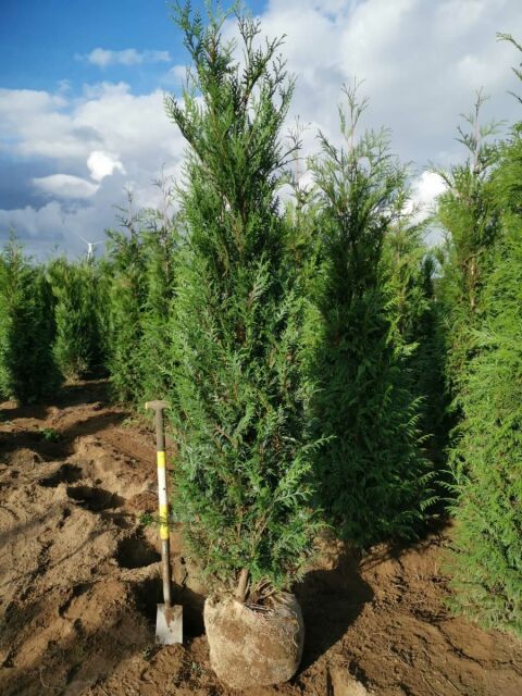 Thuja plicata Atrovirens 300/350 cm SOMMER SORTIMENT