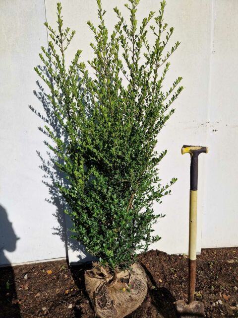 Ilex Green Hedge 140/160 cm - ab 8. September 2025 wieder lieferbar