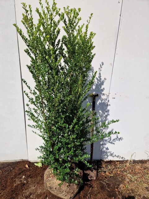 Ilex crenata Green Hedge 150/175 cm