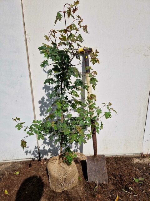 Feldahorn 100/120 cm Ballenware - ab 6. Oktober 2025 wieder lieferbar