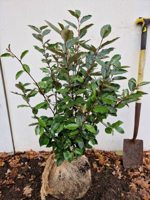 Wintergr&uuml;ne &Ouml;lweide Compacta 50/75 cm