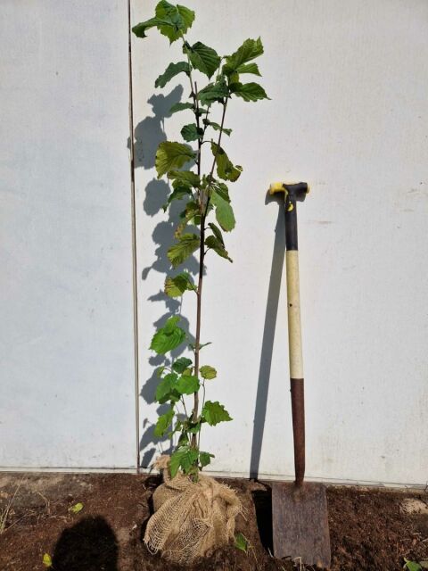 Haselnuss - Strauch 100/120 cm  - ab 6. Oktober 2025 wieder lieferbar