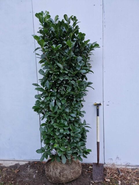 Kirschlorbeer Etna 200/220 cm