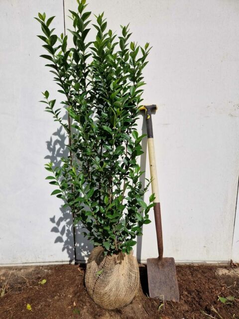 Ligustrum Ovalifolium 100/120 cm