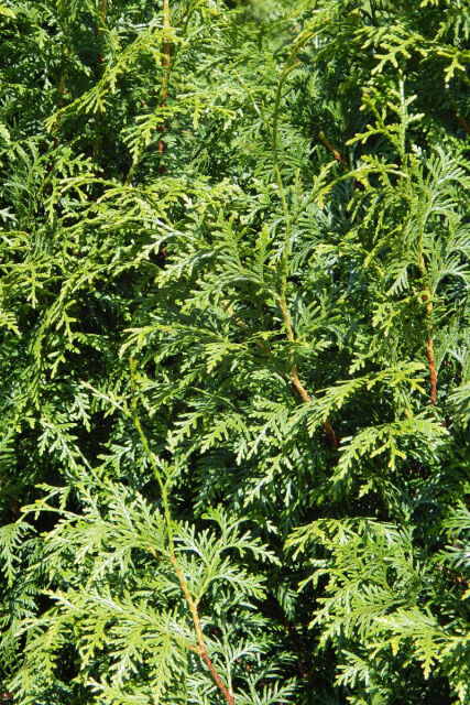 Thuja plicata Gelderland 200/220 cm - ab 6. September 2025 wieder lieferbar