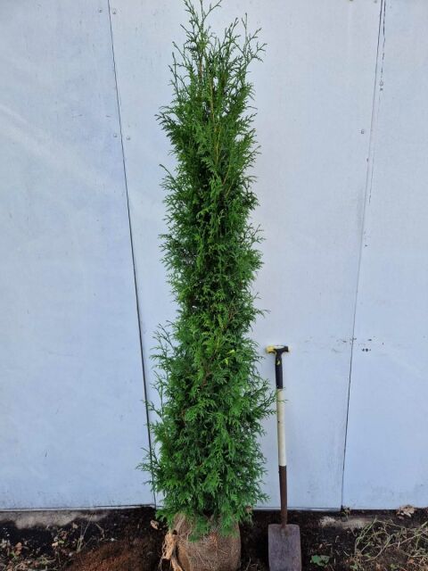 Thuja plicata Gelderland 200/220 cm - ab 6. September 2025 wieder lieferbar