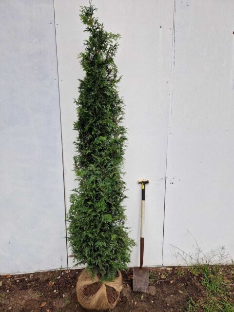 Thuja plicata Gelderland 200/220 cm