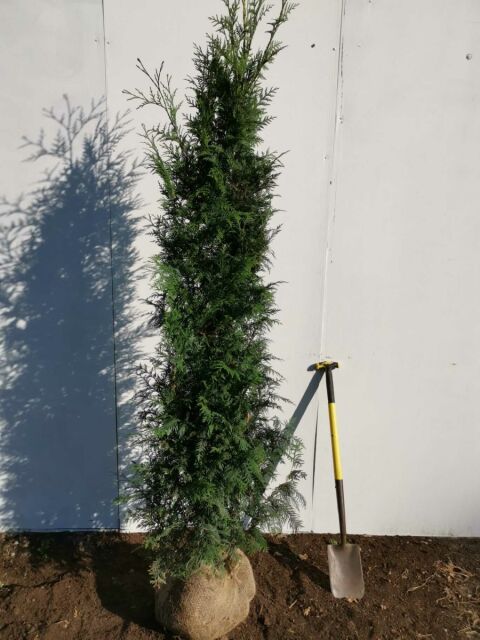 Thuja plicata Excelsa 200/220 cm