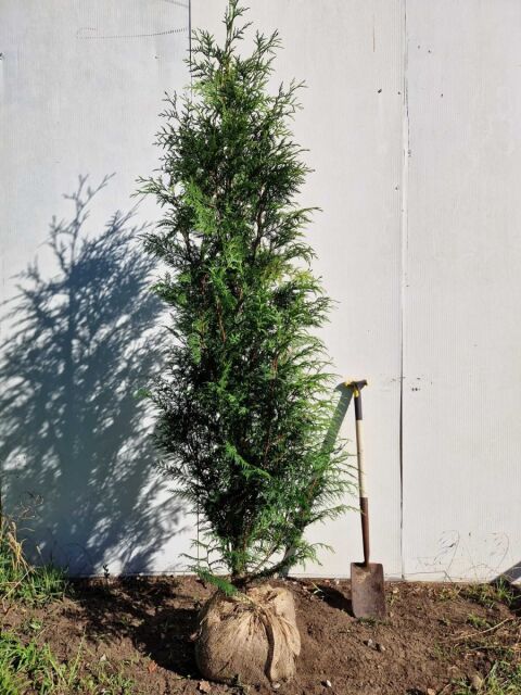 Thuja plicata Excelsa 200/220 cm