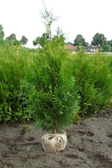 Thuja plicata Martin 160/180 cm - ab 6. September 2025 wieder lieferbar