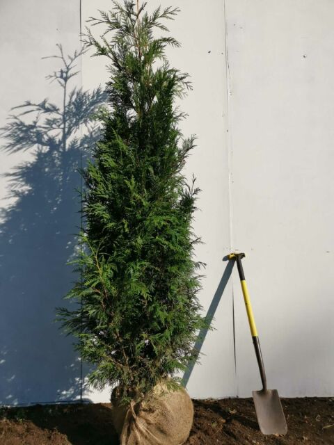 Thuja plicata Martin 200/220 cm - ab 6. September 2025 wieder lieferbar