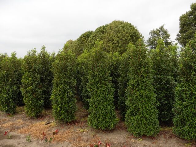 Portugiesischer Kirschlorbeer Angustifolia 220/240 cm - ab 24. September 2025 wieder lieferbar