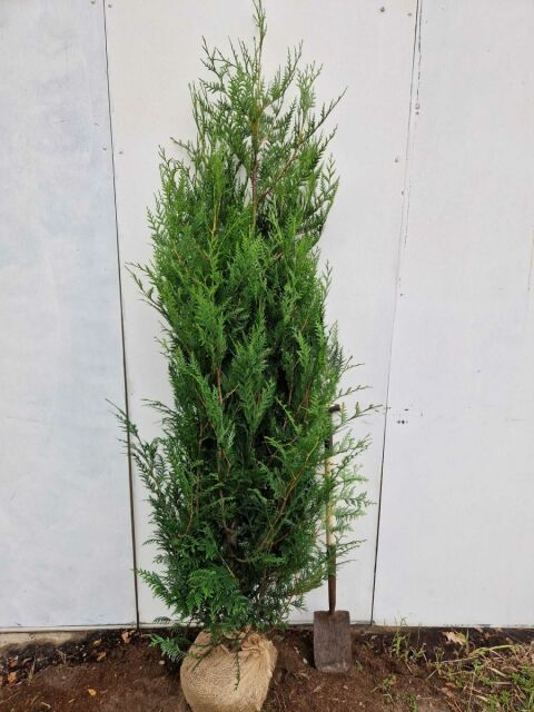 Thuja plicata Atrovirens 200/220 cm