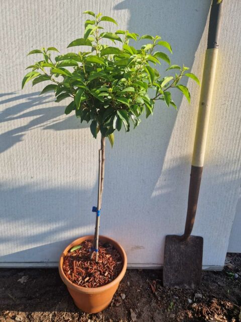 Portugiesischer Kirschlorbeer Angustifolia Kugel auf Stamm 40/60 cm - ab 6. September lieferbar