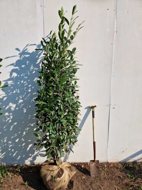 Kirschlorbeer Elly 180/200 cm