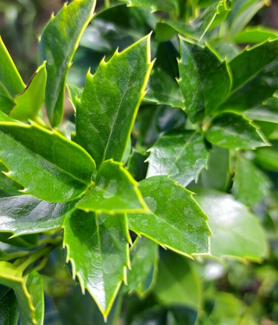 Ilex meserveae Heckenfee 100/120 cm - ab 6. September 2025 wieder lieferbar