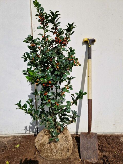 Ilex meserveae Heckenfee 80/100 cm
