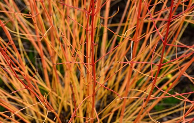 Roter Hartriegel Midwinter Fire 40/50 cm Topf - ab 6. September 2025 wieder lieferbar