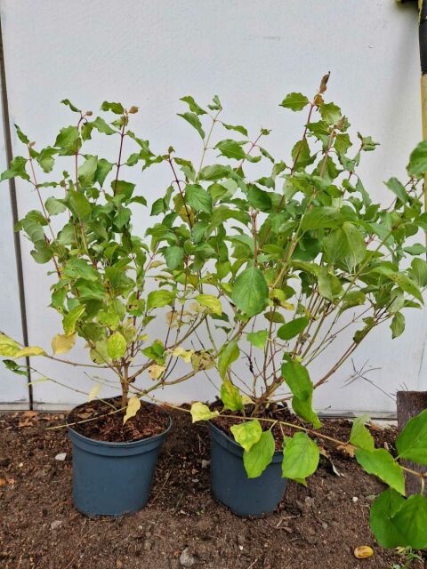 Roter Hartriegel Midwinter Fire 40/50 cm Topf